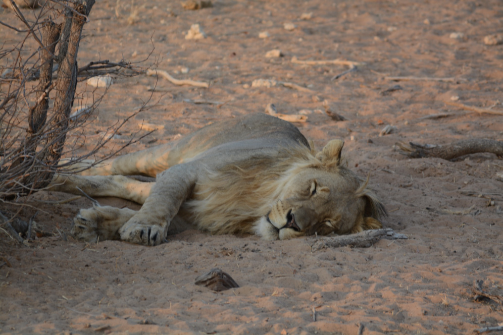 namibia botswana zimbabwe